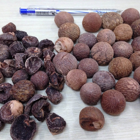Boiled Betel Nut Wrinkle Seeds And Without Wrinkle Seeds