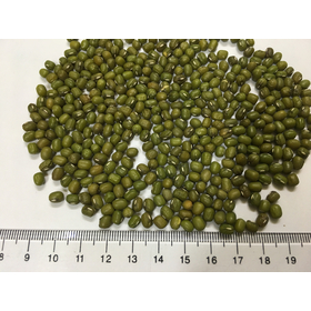 Dried Green Mung Bean From Viet Nam With Good Quality