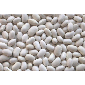 White Kidney Bean From Vietnam