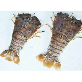 Viet Nam Whole Classic Frozen Slipper Lobster