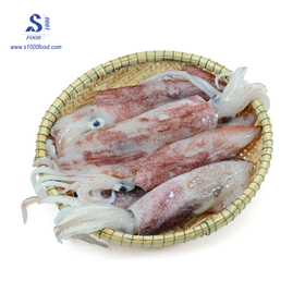 Frozen vietnamese squid