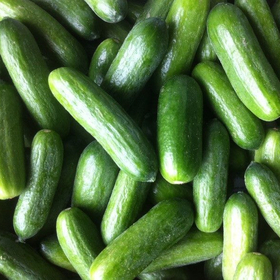 Vietnam supplier pickled cucumber