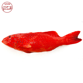 Red grouper whole
