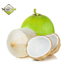 FDA Certified Quality Frozen Coconut Meat best price from Vietnam