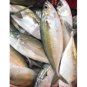 FROZEN INDIAN MACKEREL FROM VIETNAM WITH HIGH QUALITY