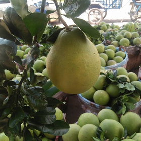 Fresh grapefruit pomelo with best price