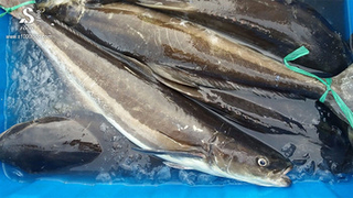 Cobia  fish (Pangasius Conchophilus)