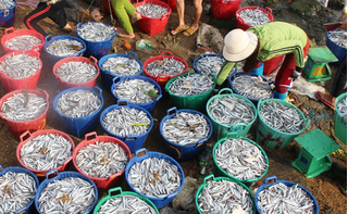 WHOLESALE DRIED ANCHOVY FISH