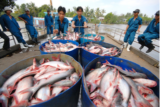 High quality frozen pangasius fillet in fish basa