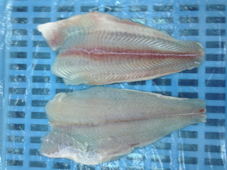 Vietnamese Frozen Pangasius Fillets Well Trimed