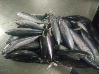 Viet Nam Frozen Bullet Tuna