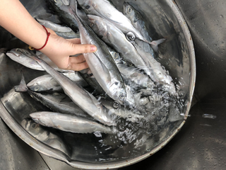 Viet Nam Frozen Horse Mackerel