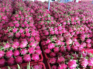 Vietnam White Fresh Dragon Fruit