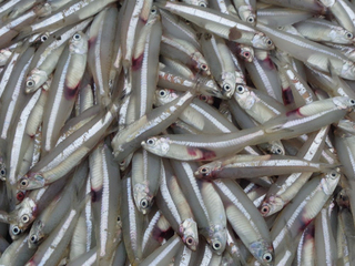 WHOLESALE DRIED ANCHOVY FISH