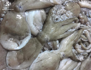 Frozen long leg octopus with high quality at the best price from Vietnam