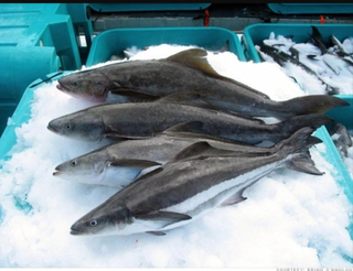 Cobia  fish (Pangasius Conchophilus)