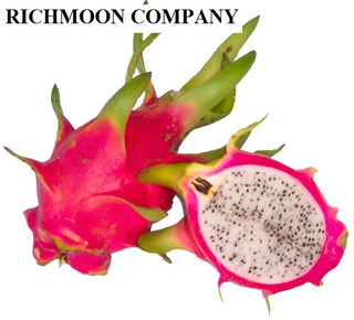 Vietnam White Fresh Dragon Fruit