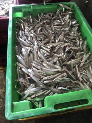 Vietnam Frozen Anchovy