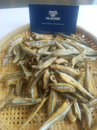 Vietnamese Anchovy