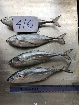 Viet Nam Frozen Horse Mackerel