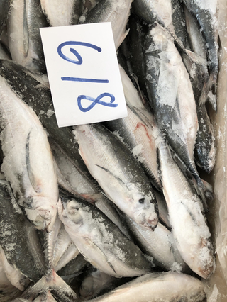 Viet Nam Frozen Horse Mackerel