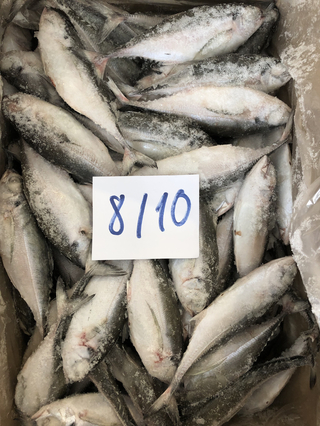 Viet Nam Frozen Horse Mackerel