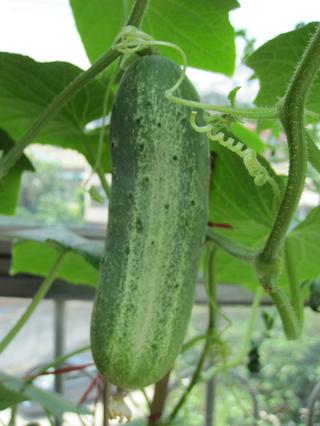 Fresh Cucumber