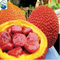 HIGH QUALITY GOOD HEALTH ORGANIC GAC FRUIT